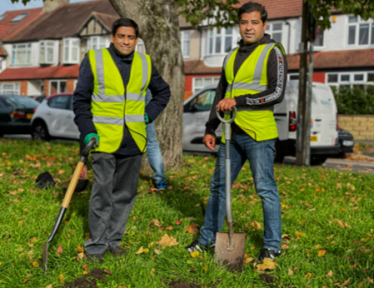 Daffodil Planting